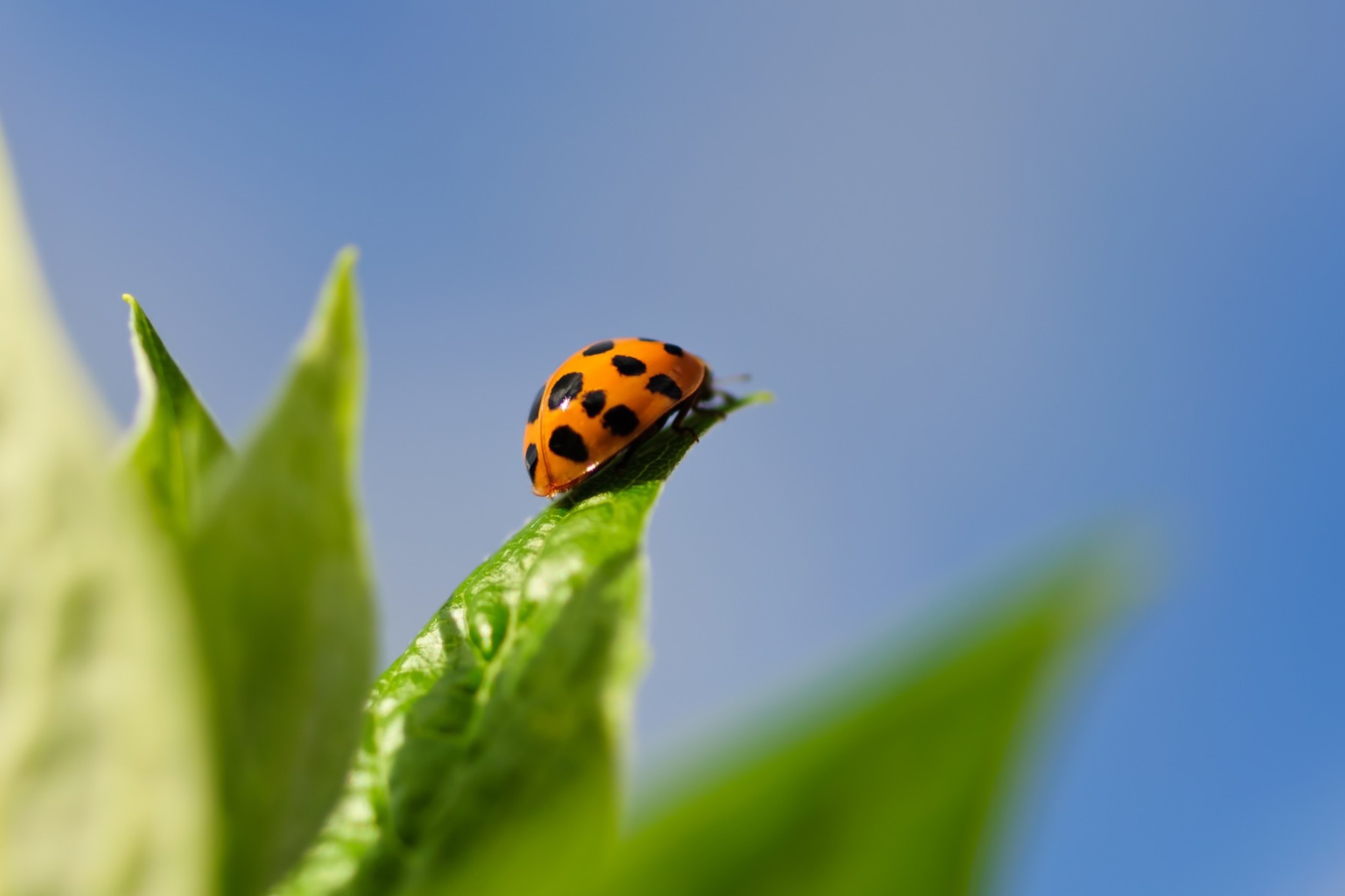 Обои Ladybug On Leaf 2880x1920