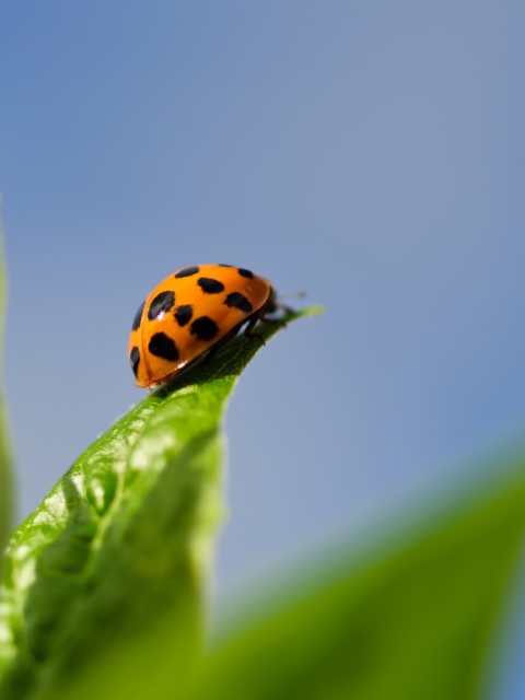 Screenshot №1 pro téma Ladybug On Leaf 480x640