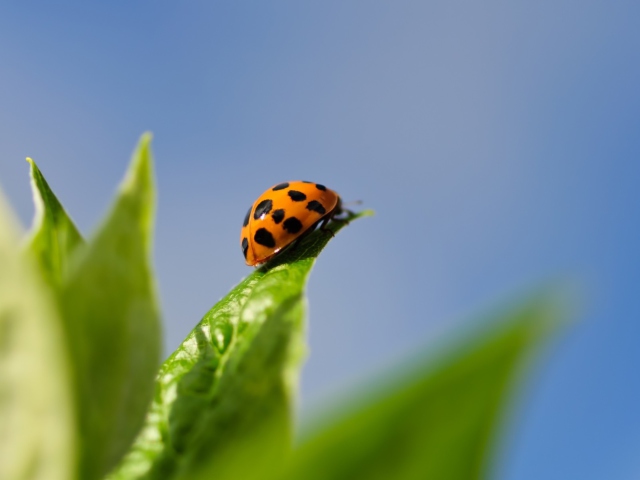 Das Ladybug On Leaf Wallpaper 640x480