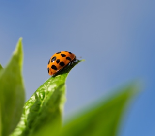 Ladybug On Leaf - Obrázkek zdarma pro 1024x1024
