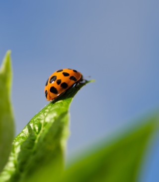 Ladybug On Leaf - Obrázkek zdarma pro Nokia Asha 310