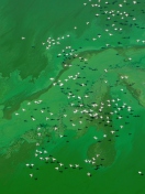 Migratory Birds screenshot #1 132x176