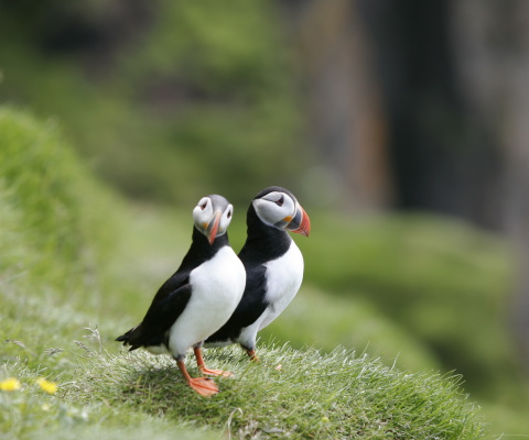 Das Puffin Birds Wallpaper 480x400