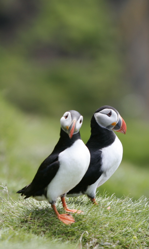 Das Puffin Birds Wallpaper 480x800