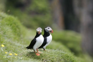 Free Puffin Birds Picture for Android, iPhone and iPad