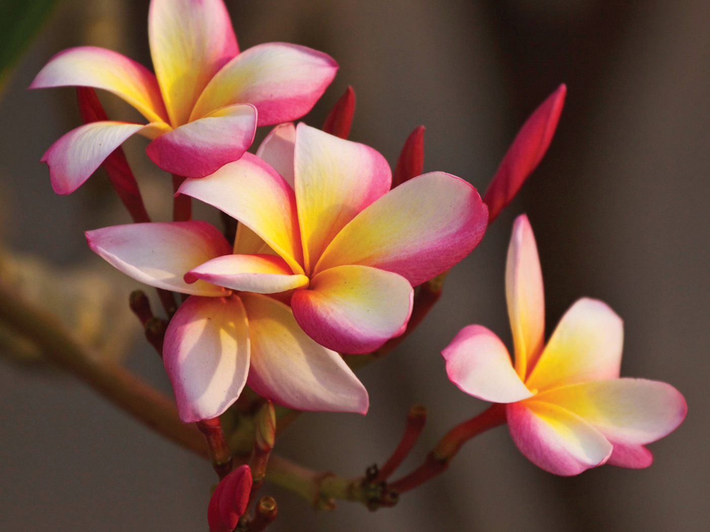 Обои Plumeria in Thailand 1400x1050