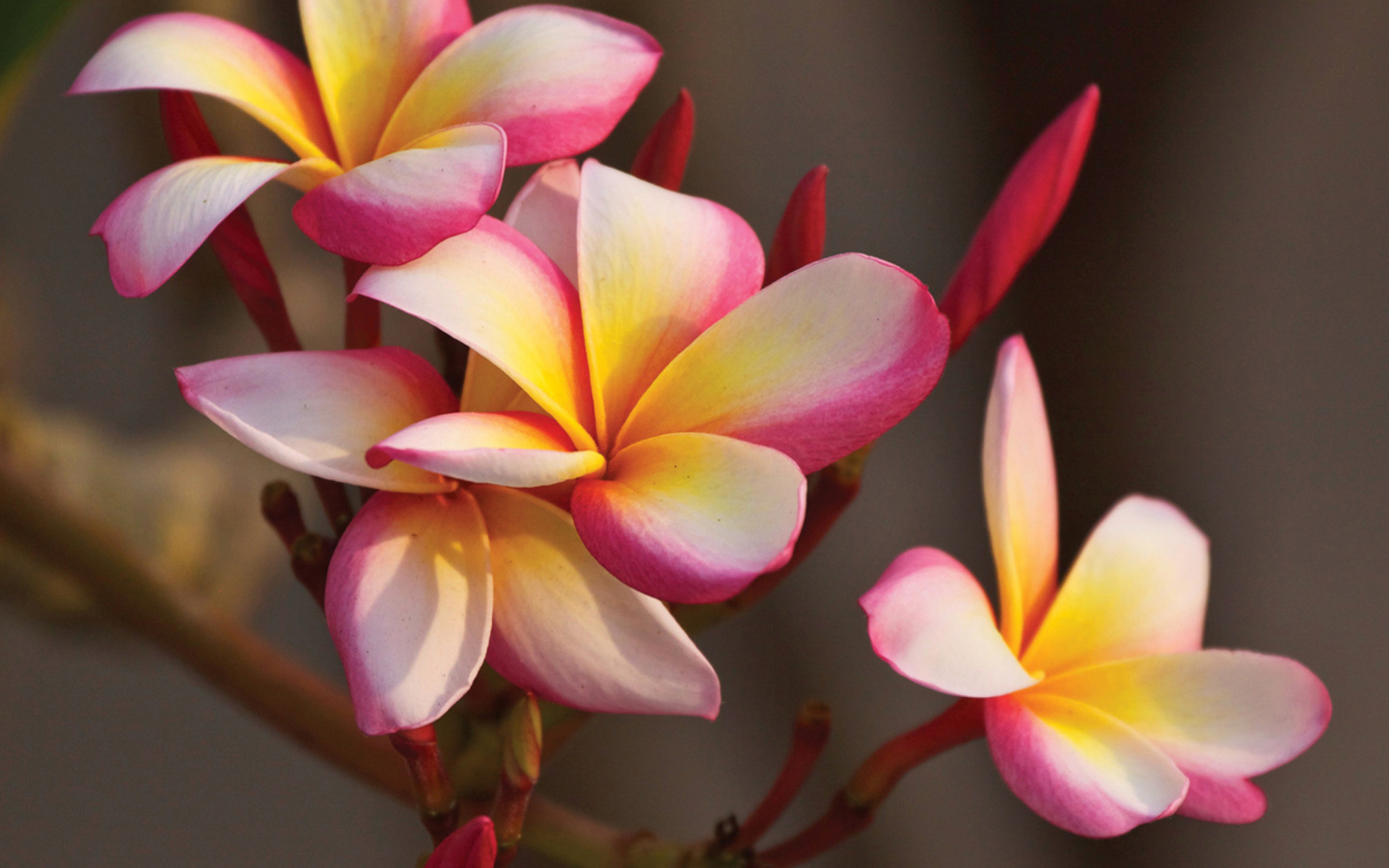 Plumeria in Thailand screenshot #1 1440x900