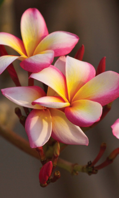 Обои Plumeria in Thailand 240x400