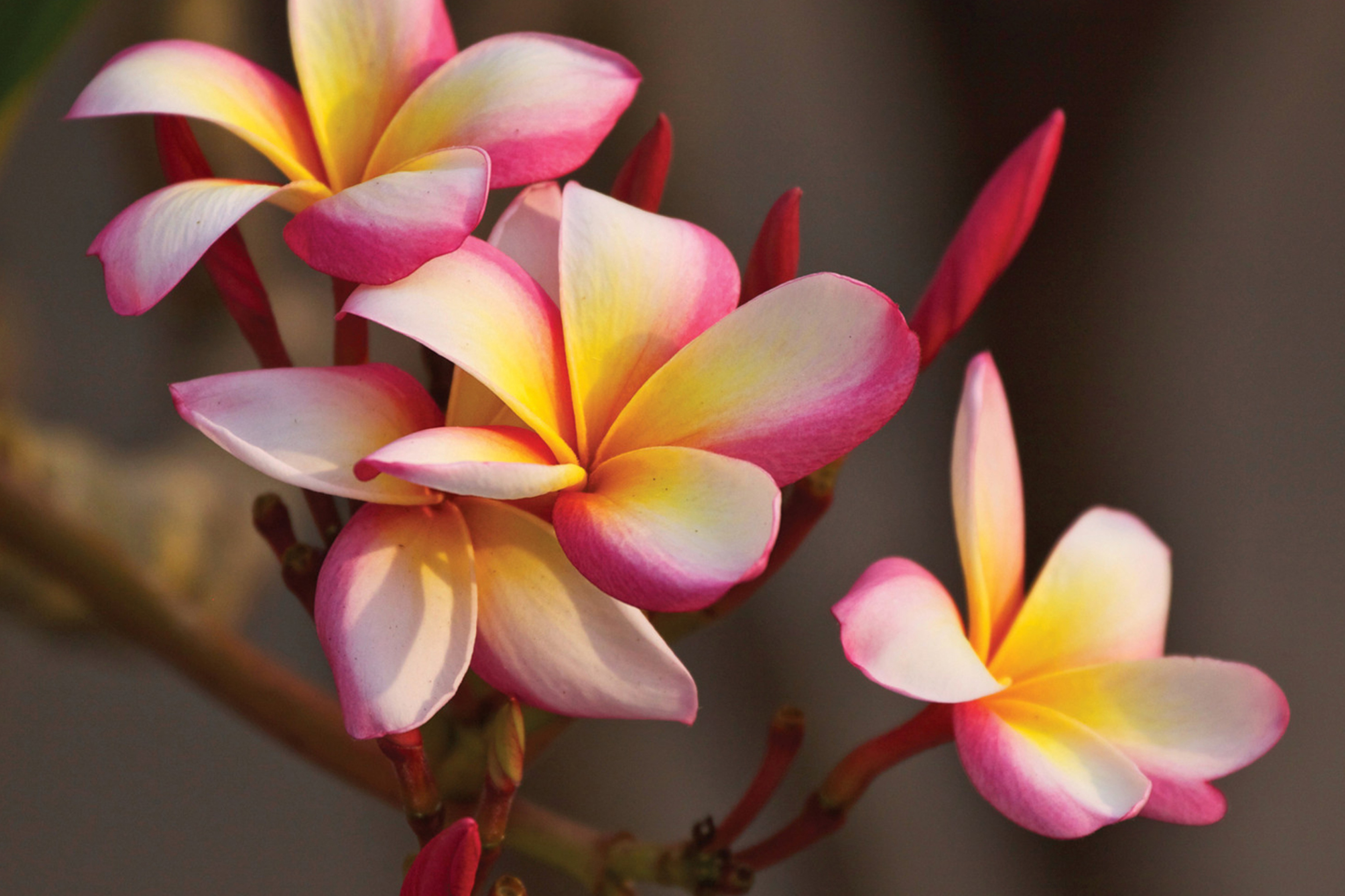 Das Plumeria in Thailand Wallpaper 2880x1920