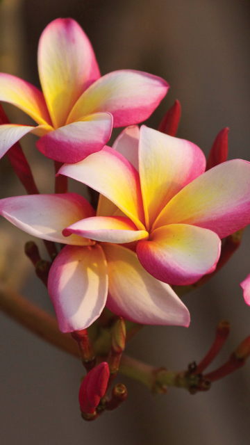 Обои Plumeria in Thailand 360x640