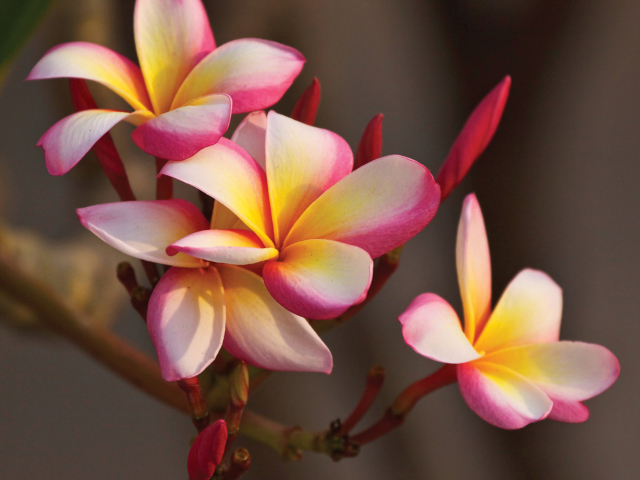 Обои Plumeria in Thailand 640x480