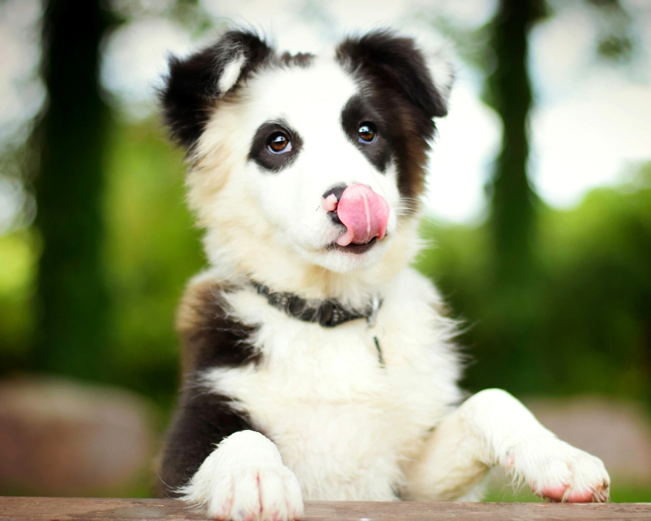 Обои Border Collie 1280x1024