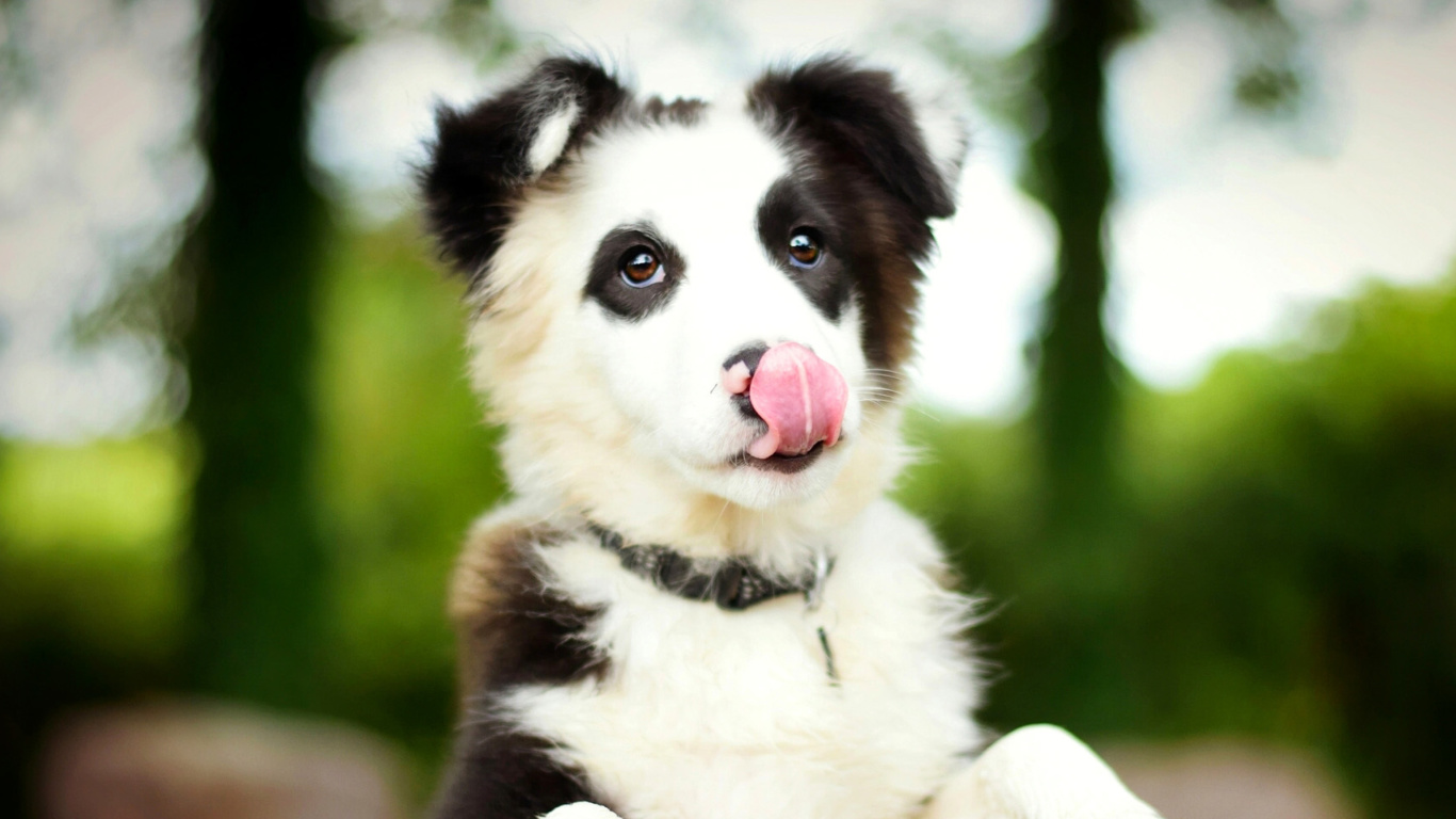 Sfondi Border Collie 1366x768