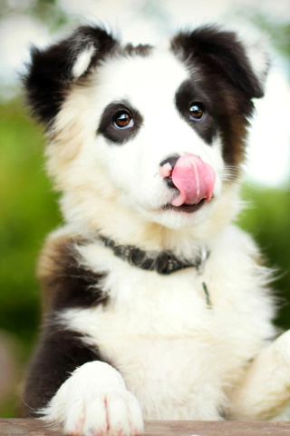 Border Collie wallpaper 320x480