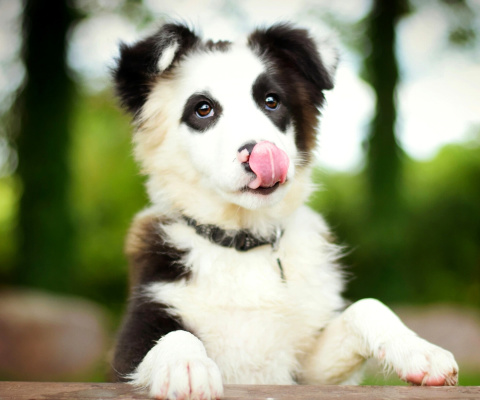 Border Collie wallpaper 480x400