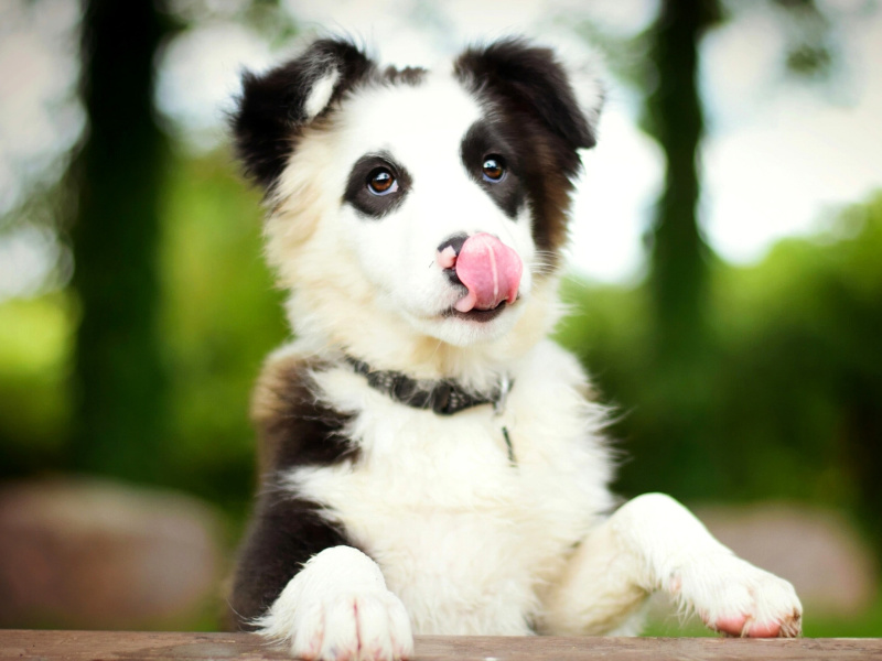 Border Collie wallpaper 800x600