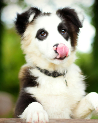 Border Collie - Fondos de pantalla gratis para Nokia Asha 311