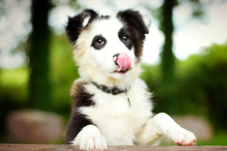 Border Collie Wallpaper for Android, iPhone and iPad