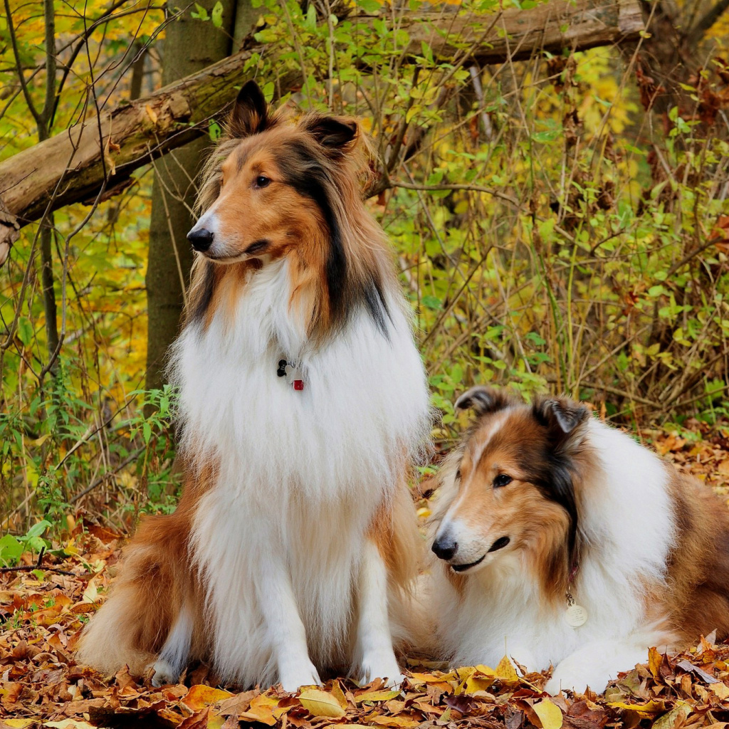 Sfondi Collie dogs in village 1024x1024