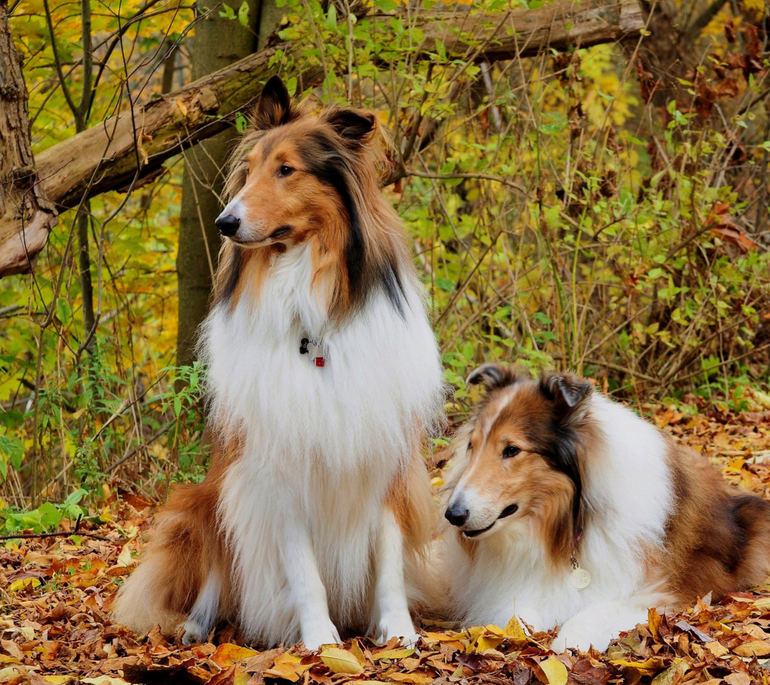 Обои Collie dogs in village 1080x960