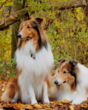 Обои Collie dogs in village 128x160