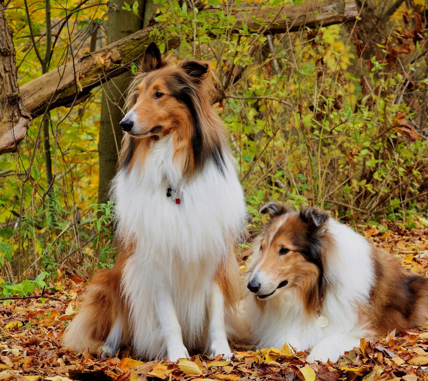 Обои Collie dogs in village 1440x1280