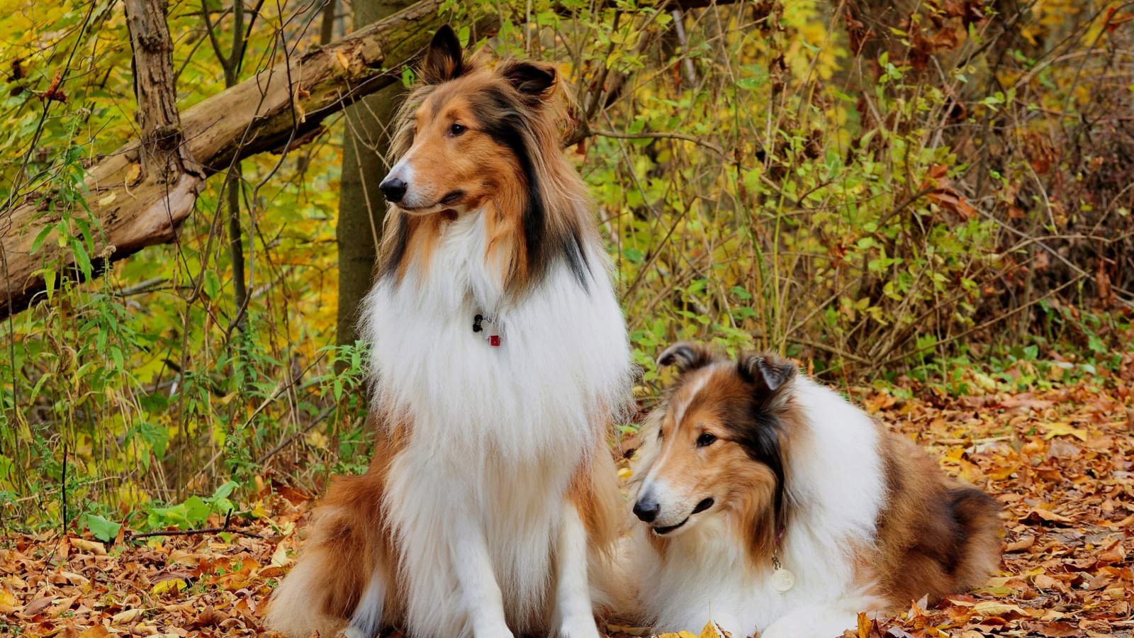 Обои Collie dogs in village 1600x900