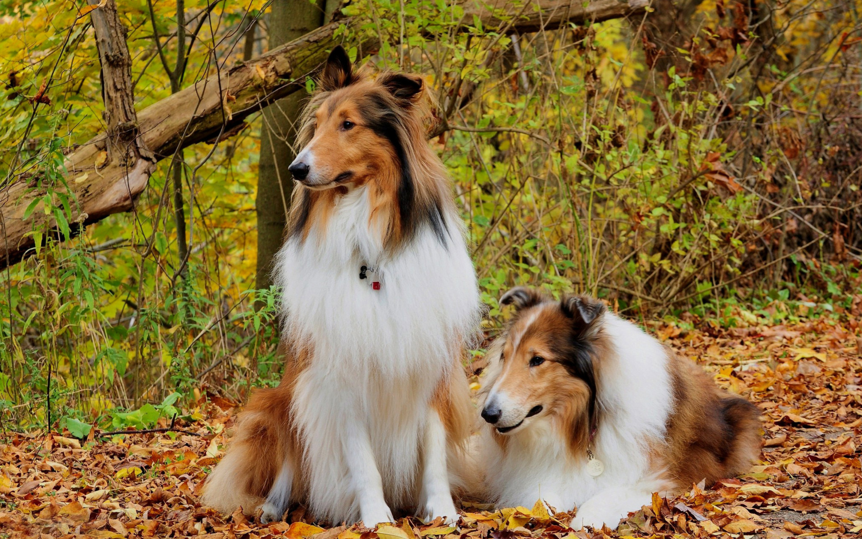 Обои Collie dogs in village 1680x1050