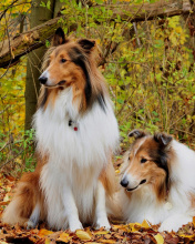 Collie dogs in village wallpaper 176x220