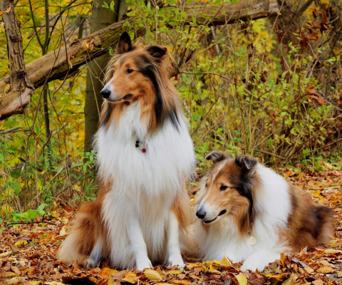 Sfondi Collie dogs in village 480x400