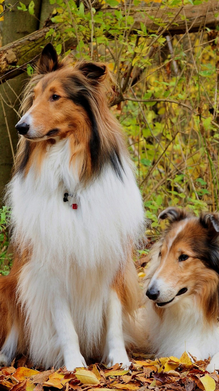 Fondo de pantalla Collie dogs in village 750x1334