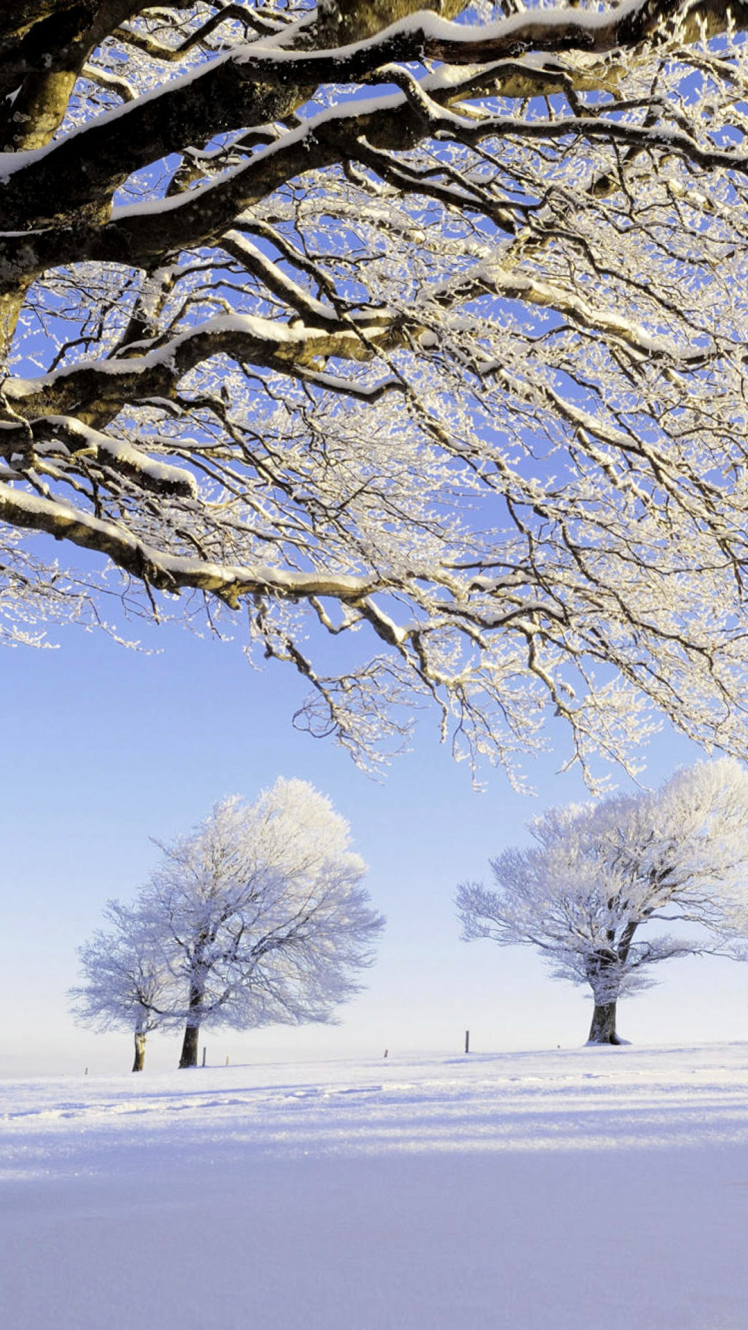 Frozen Trees in Germany wallpaper 1080x1920