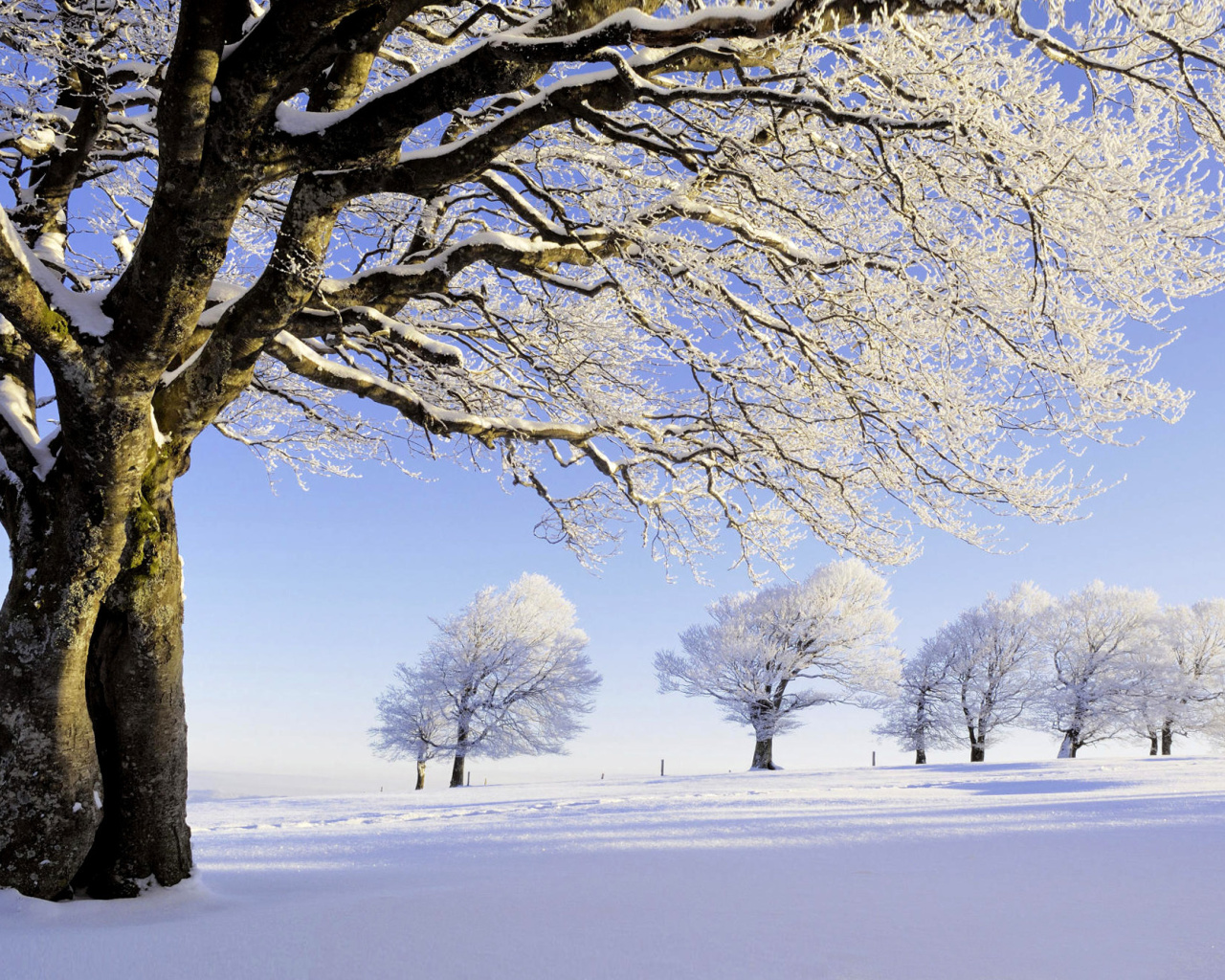 Screenshot №1 pro téma Frozen Trees in Germany 1280x1024