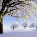 Обои Frozen Trees in Germany 128x128