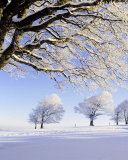 Fondo de pantalla Frozen Trees in Germany 128x160