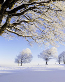 Screenshot №1 pro téma Frozen Trees in Germany 128x160