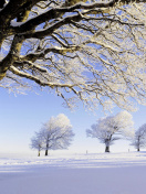 Sfondi Frozen Trees in Germany 132x176