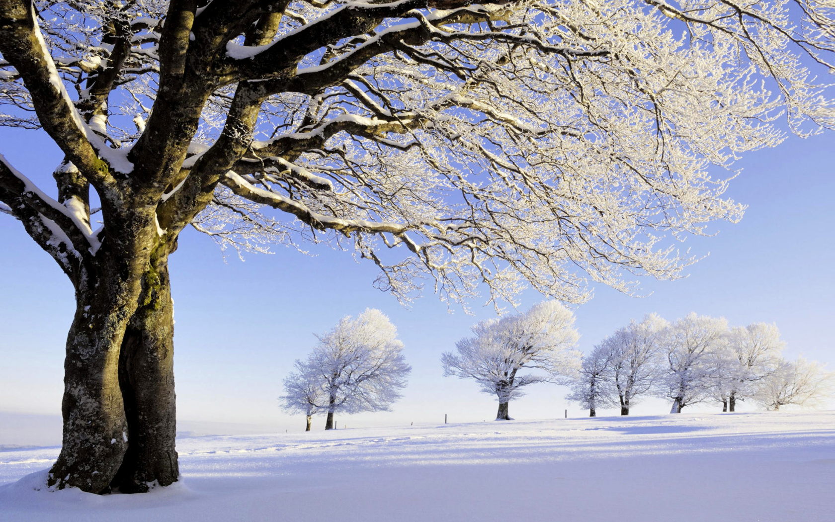 Screenshot №1 pro téma Frozen Trees in Germany 1680x1050