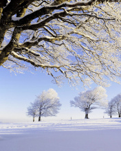 Fondo de pantalla Frozen Trees in Germany 176x220