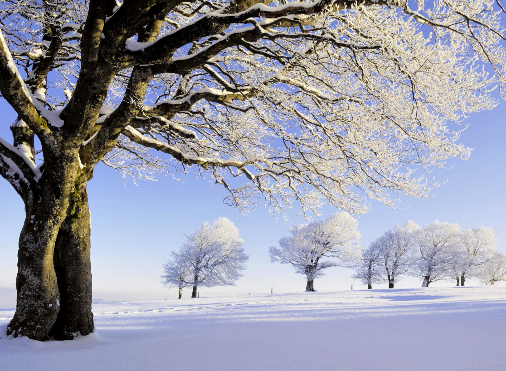 Sfondi Frozen Trees in Germany 1920x1408