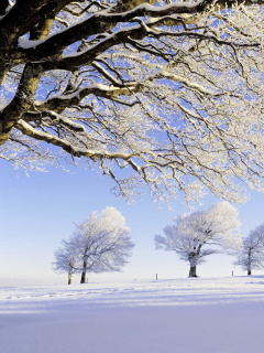 Frozen Trees in Germany screenshot #1 240x320