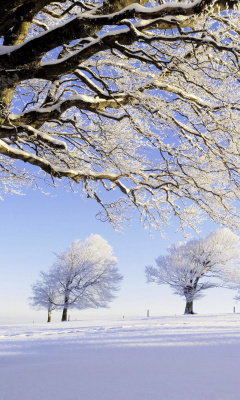 Fondo de pantalla Frozen Trees in Germany 240x400