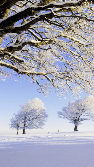 Frozen Trees in Germany wallpaper 360x640
