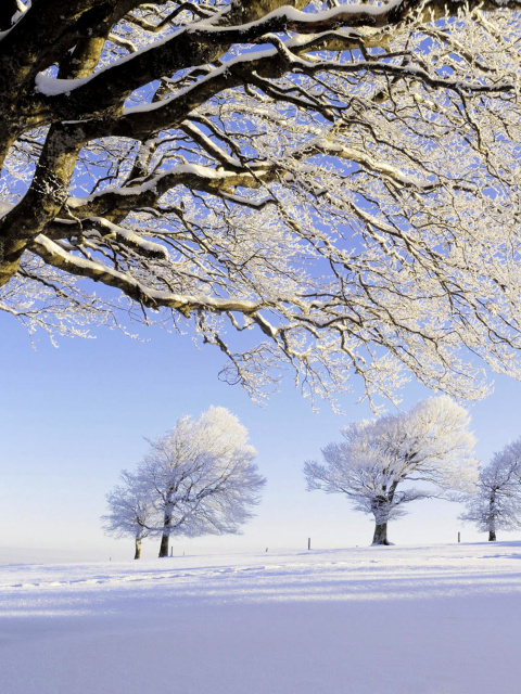 Frozen Trees in Germany screenshot #1 480x640