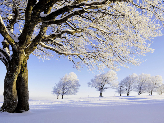 Обои Frozen Trees in Germany 640x480