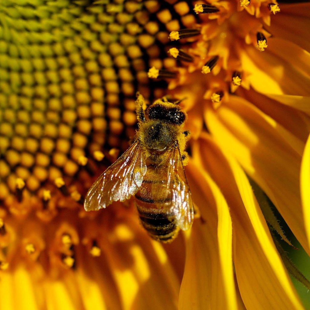 Bee On Sunflower wallpaper 1024x1024