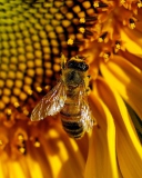 Fondo de pantalla Bee On Sunflower 128x160