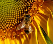 Fondo de pantalla Bee On Sunflower 176x144
