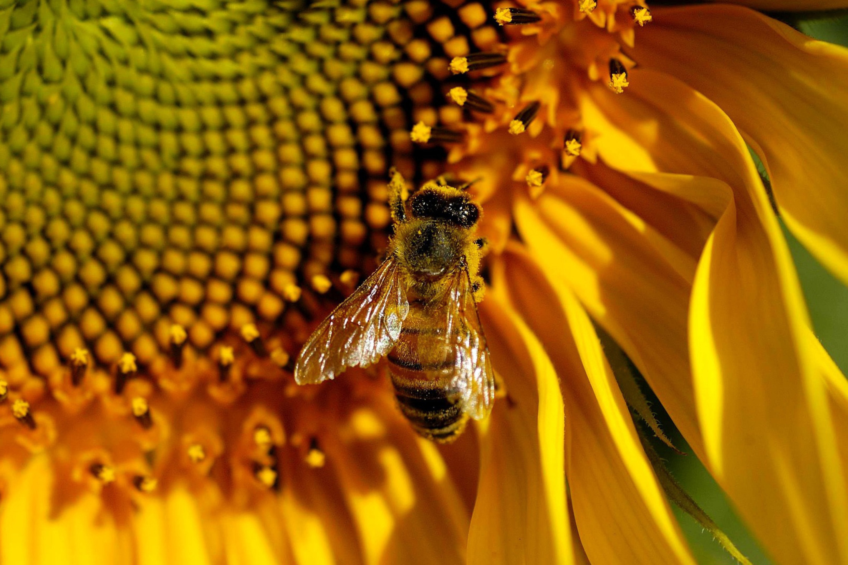 Обои Bee On Sunflower 2880x1920
