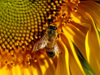 Das Bee On Sunflower Wallpaper 320x240